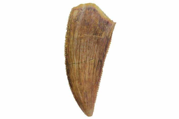 Serrated, Raptor Tooth - Real Dinosaur Tooth #135157
